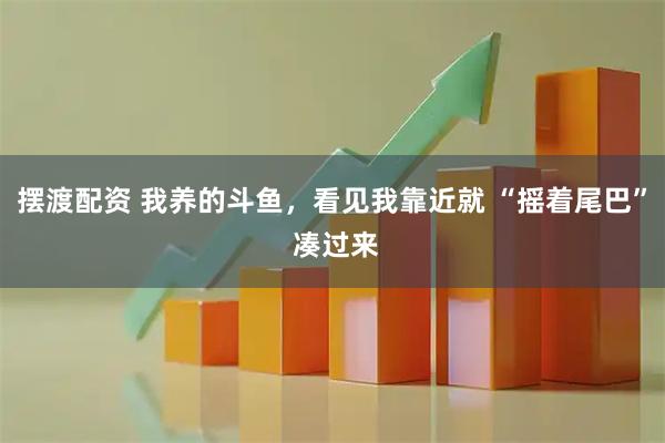 摆渡配资 我养的斗鱼，看见我靠近就 “摇着尾巴” 凑过来