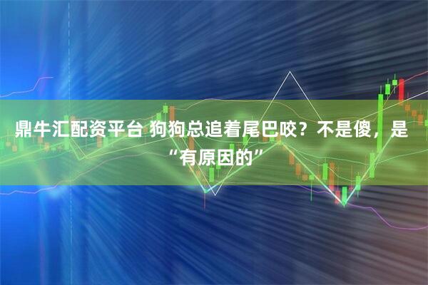 鼎牛汇配资平台 狗狗总追着尾巴咬？不是傻，是 “有原因的”